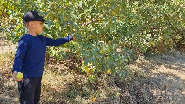 30 келі Алманы бақшдан қалай ТЕГІН алуға болады. Адия Аралбай смотреть онлайн