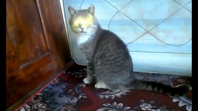 Кот открыл сам двери смотреть онлайн
