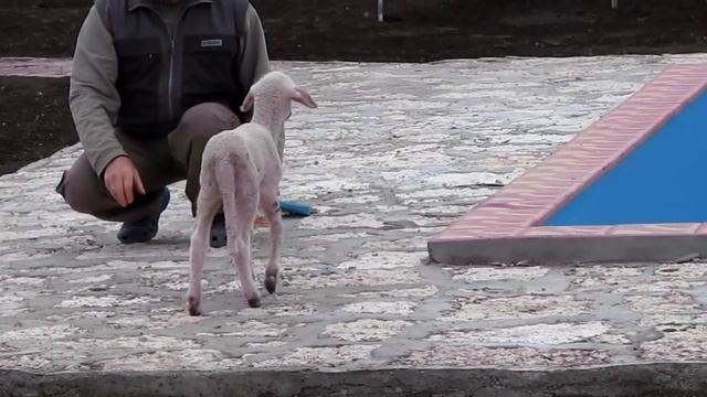 Болгарский Баран смотреть онлайн