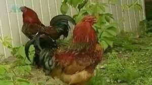 Генетика. Генные мутации