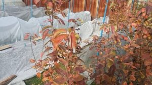 Выращивание винограда в контейнерах (часть 1) Введение