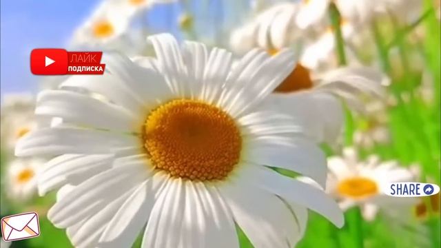 Свекровь, прознав, что мы купили дом, под предлогом воспитания внучки поселилась у нас... А когда.. смотреть онлайн