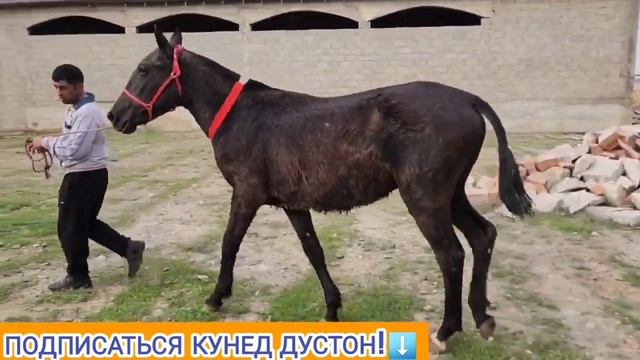 тойи арзони НАИМИ ЭГЛИК смотреть онлайн