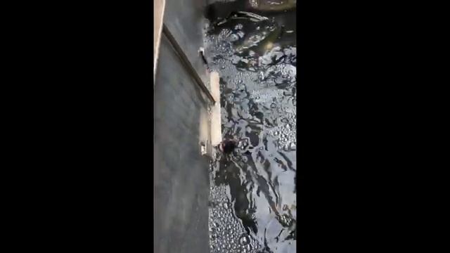 Winter Trout Stocking YMCA Clearwater 2022 смотреть онлайн