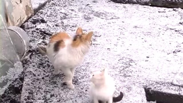 Сотрудники полиции вывели пенсионерку из горящего дома смотреть онлайн