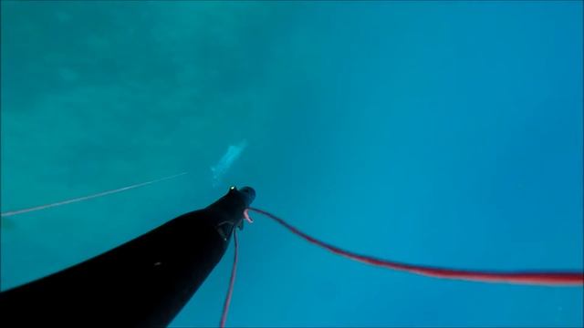 Spearfishing BIG BARRACUDA. Подводная охота БАРРАКУДА.
