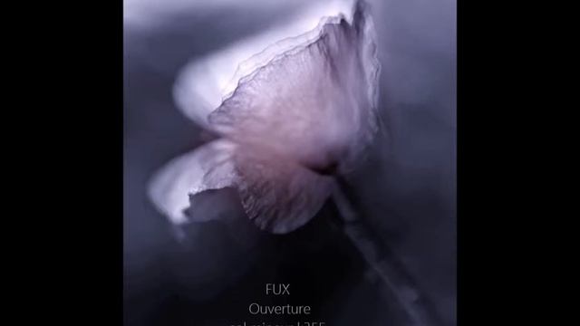 FUX : II. Rigaudon . Trio Bourée . Rigaudon da capo, K355 смотреть онлайн