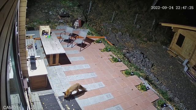 Молодой лис пришёл прямо к двери дома... смотреть онлайн