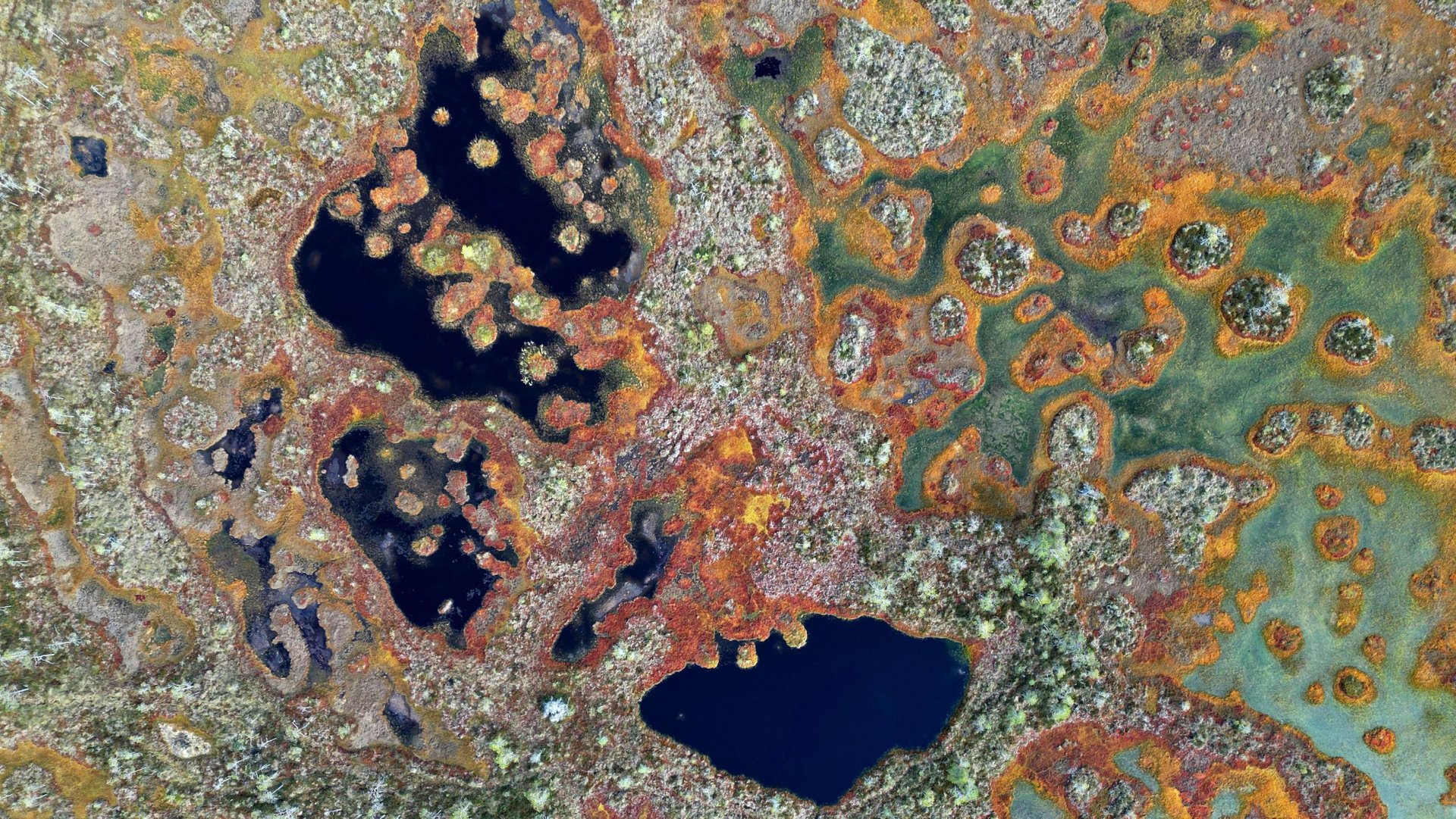 Узоры Питерских болот смотреть онлайн