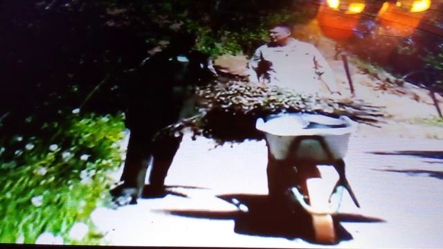 Сибирские козероги в зоопитомнике московского зоопарка.