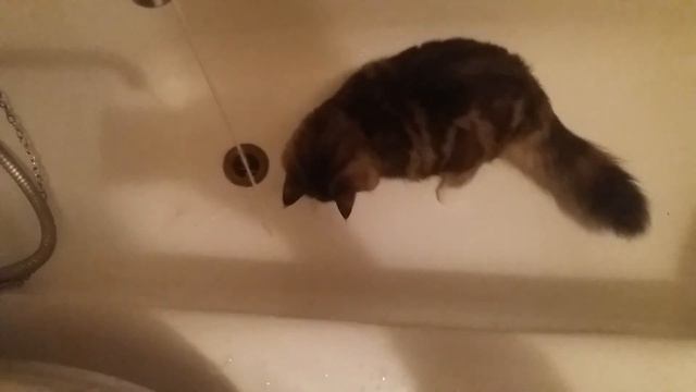 Моя кошка Итрис любит воду. смотреть онлайн