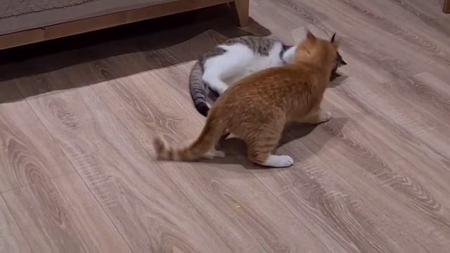 Бой котов смотреть онлайн