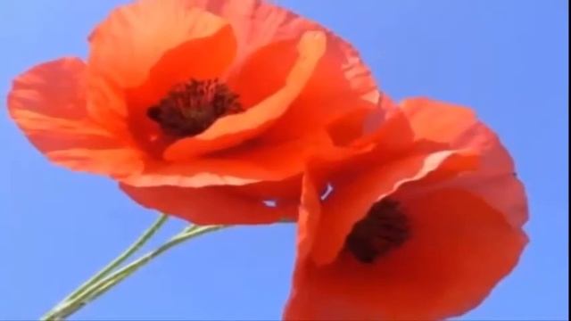 Дуэт Синяевой Галины и Ольшанского Александра ! Приходите в мой дом ! смотреть онлайн