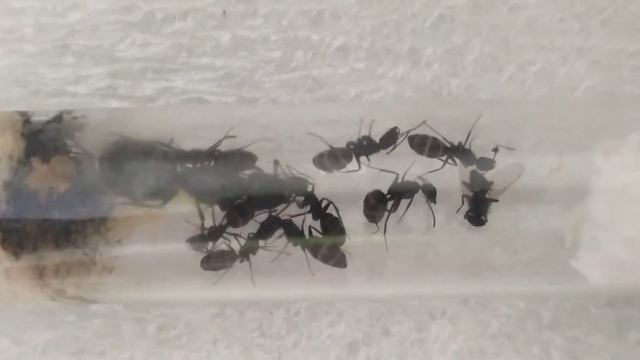 Кампонотус вагус (Camponotus vagus). Муравьи дома. Муравьиная ферма. смотреть онлайн