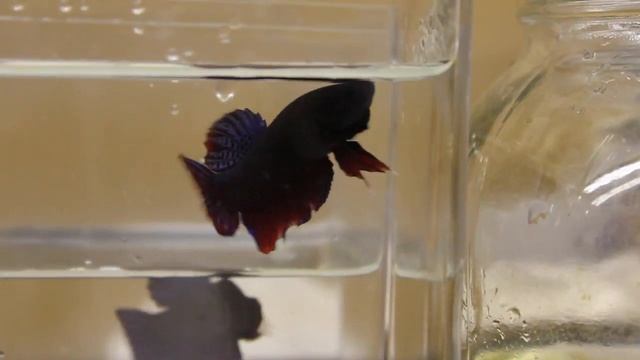 P13- 5* Plakat The Betta Shop 8/14/2012 смотреть онлайн