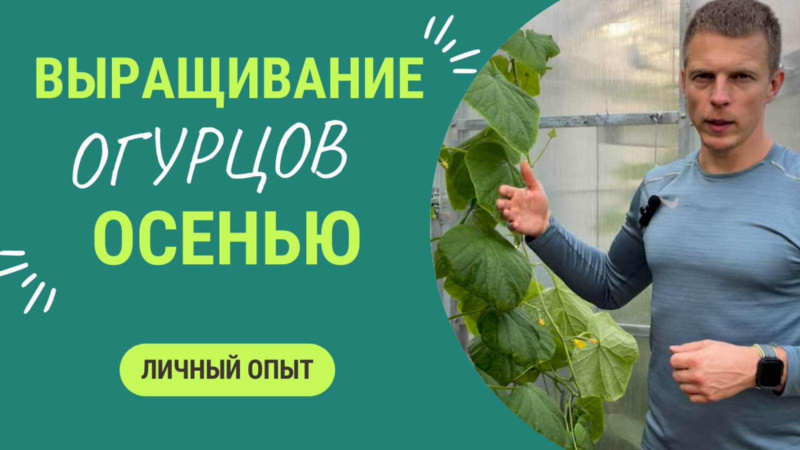 Осеннее выращивание огурцов🥒. Наш опыт смотреть онлайн