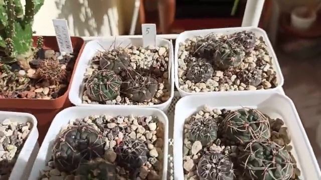 КАКТУСЫ🌵Просто ЛЮБЛЮ их! 😍💕 смотреть онлайн