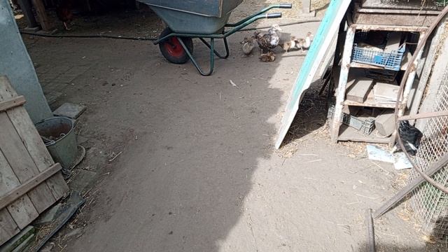 приборка у кроликов