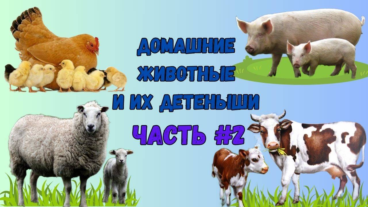 Домашние животные и их детёныши. Часть 2 | Расказы о домашних животных смотреть онлайн