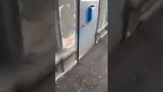 В Ростове дорожники заасфальтировали входную дверь в жилой дом смотреть онлайн