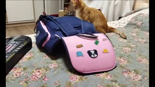 Кот залез в ранец, кошка его выгоняет от туда смотреть онлайн