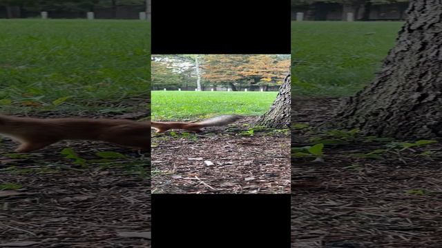 Белка в парке Краснодара смотреть онлайн