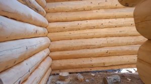 сруб кедр. рубленный дом из кедра.