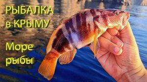 🔥 Жор крупного КАМЕННОГО ОКУНЯ у Медведь-горы. Красивейшие рыбы Черного моря на спиннинг 🔥