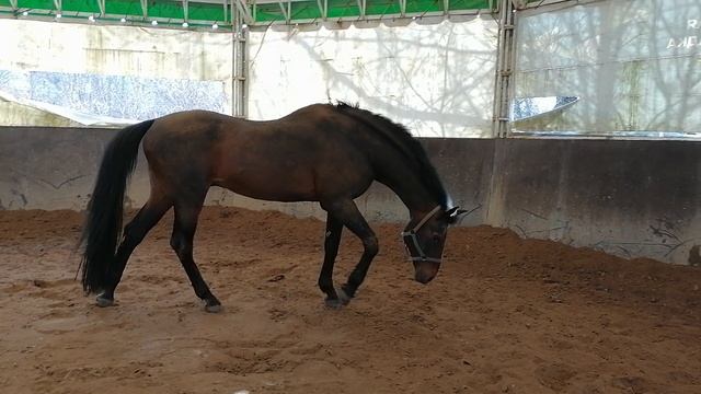 Аналог в "бочке" 20240330_164129 смотреть онлайн