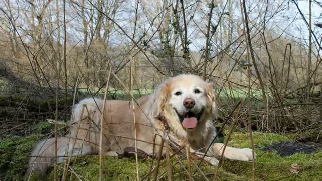Rafael Und Pepels Im Wald