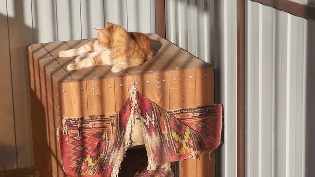 Мурзик. Murzik The Cat Is The Owner Of The Dog