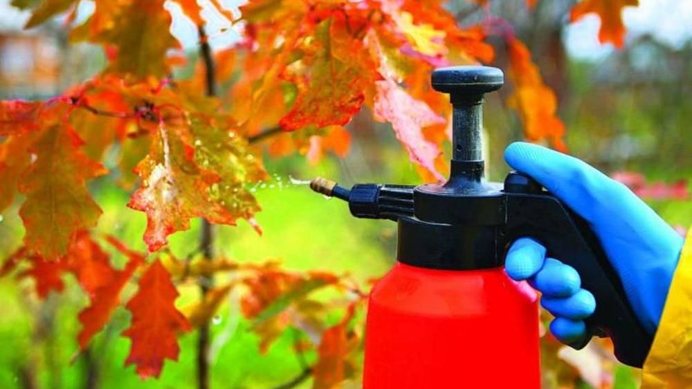 Осенняя обработка деревьев и кустарников в октябре по листве. смотреть онлайн