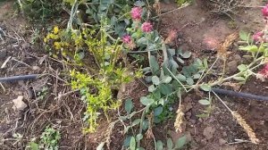 70.  ПРАЗДНИЧНЫЕ хлопоты на АПЕЛЬСИНОВОМ ХУТОРЕ. Подготовка к ПАСХЕ.