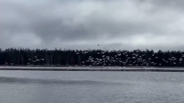 Тысячи лебедей, гусей уток сняли на видео в Якутии смотреть онлайн