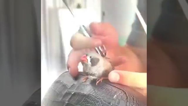 #love #приколы #шутка #vine смотреть онлайн