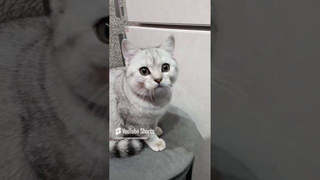 ВЕЛЮРОВЫЕ ПЛЮШИКИ