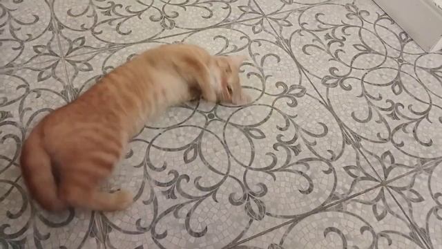 Кошка гуляет. Кот удовлетворяет кошку смотреть онлайн