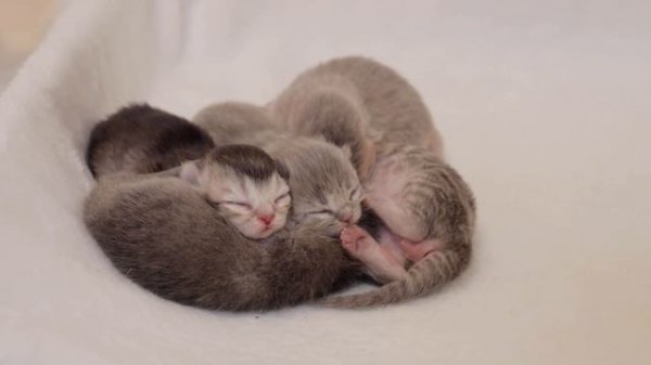 The smallest baby kittens seem to be the noisiest.