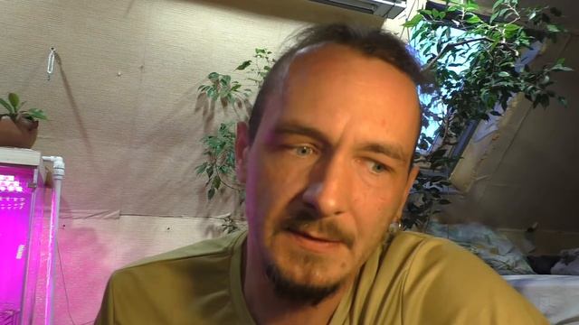 Пломбировка деревьев ч2. смотреть онлайн