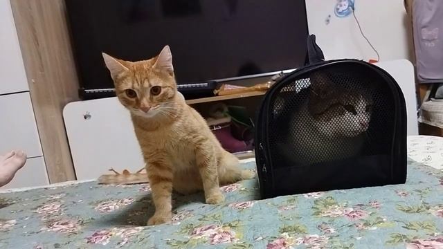 Кот сидит в переноске смотреть онлайн