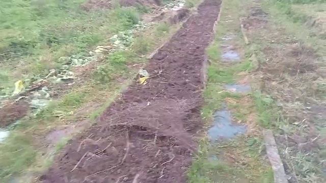 Чеснок вырастет крупный, если сделать так. смотреть онлайн