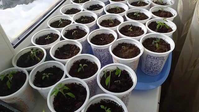 Что растет? Детские забавы...Дверь🤦♀️ смотреть онлайн