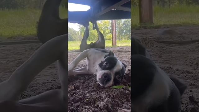 #юмор #шутка #смешно #угар смотреть онлайн