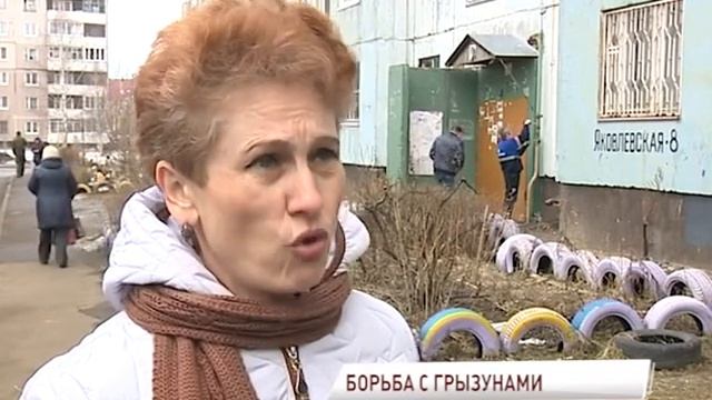 В Заволжском районе активно борются с грызунами смотреть онлайн
