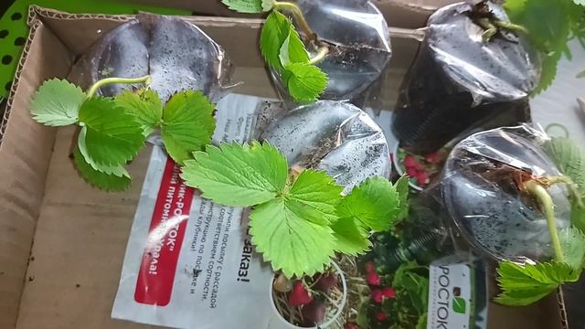Саженцы клубники Азия, питомник Росток, г. Челябинск , приобретены на Wildberries, отзыв смотреть онлайн