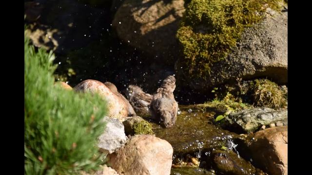Japanse Tuin Pekela Musjes смотреть онлайн