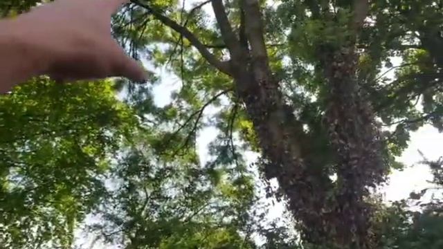 Stret Chris Barton Big Ash Tree смотреть онлайн