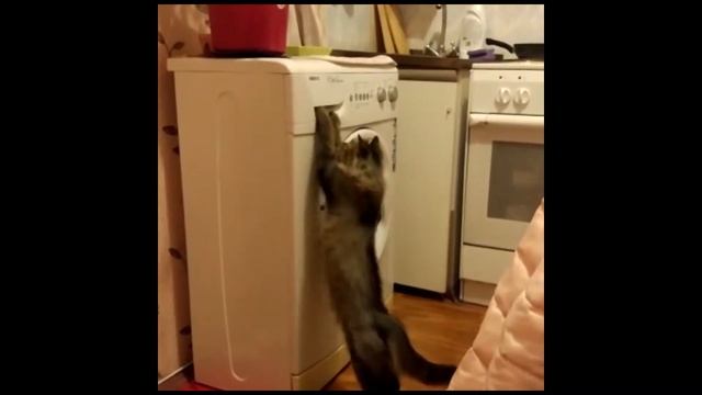 #Кошка на #турнике смотреть онлайн