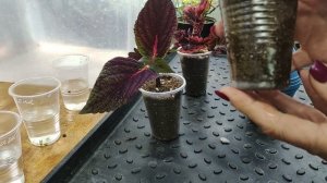 Получили срезы колеусов в посылке. Что делать дальше? Почему черенки гибнут. Как укоренить правильно