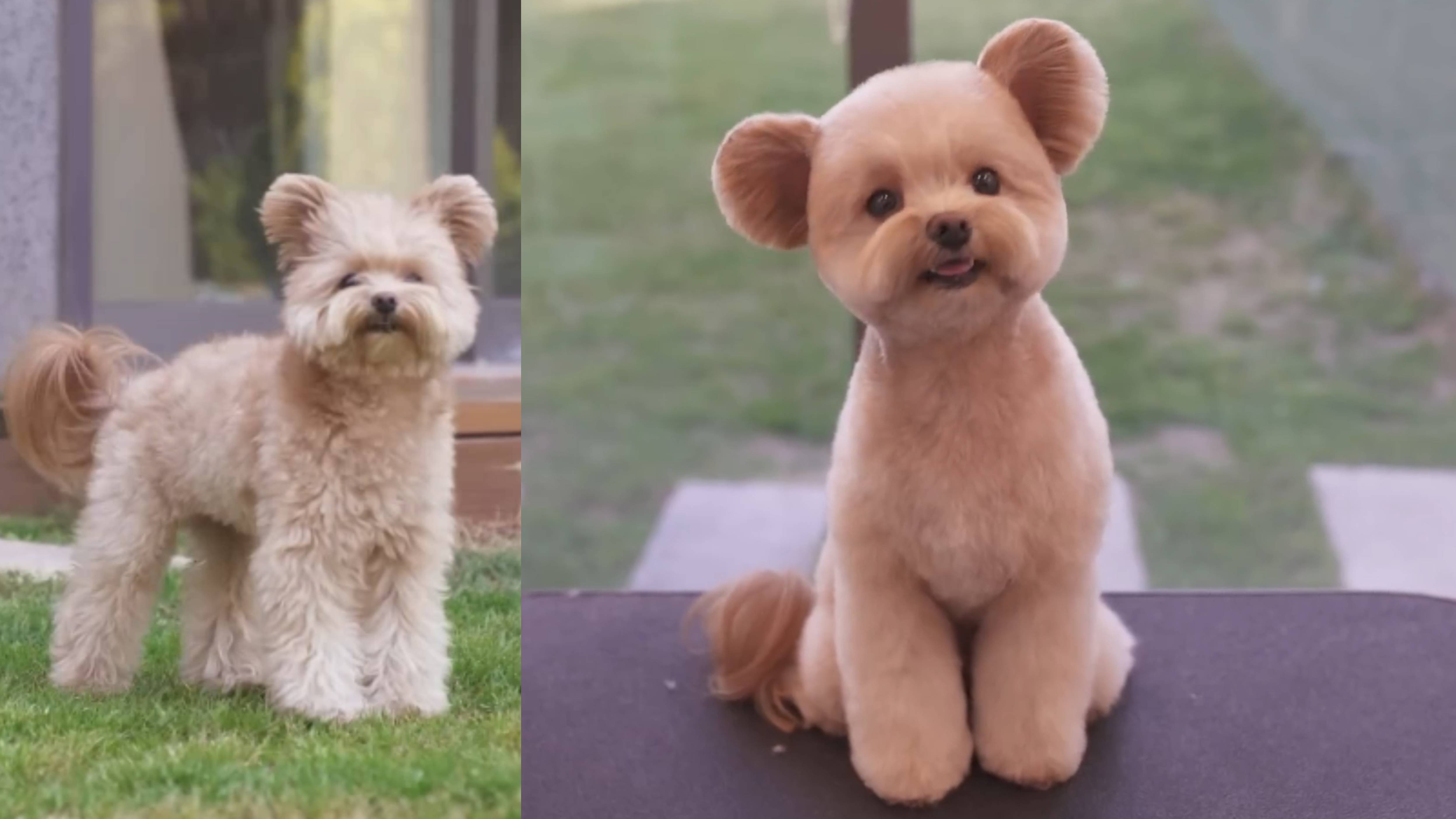 Мальтипу на груминге: стрижка под медвежонка и уход за собакой смотреть онлайн